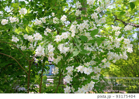 バイカウツギの花 バイカウツギの花 93175404