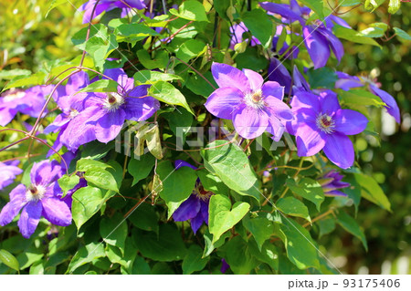 クレマチスの花 93175406