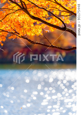 【紅葉素材】蓼科湖の紅葉【長野県】 93175448