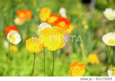 アイスランドポピーの花 93175693