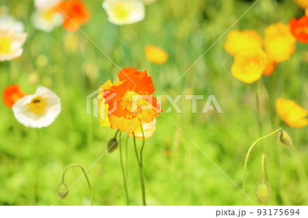 アイスランドポピーの花 93175694
