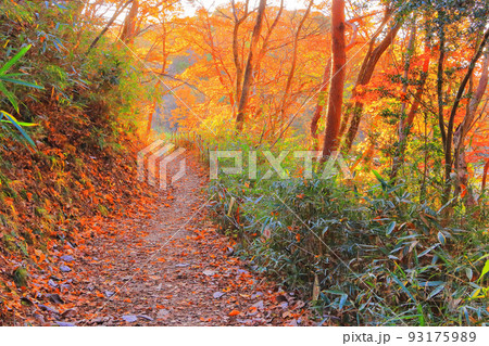紅葉の水の森公園 93175989