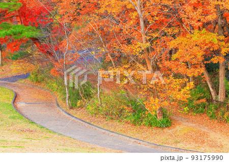 紅葉の水の森公園 93175990