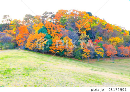 紅葉の水の森公園 93175991