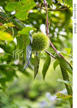 家庭菜園 家庭菜園 93176299