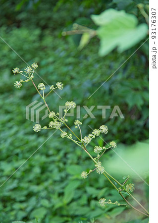 家庭菜園 家庭菜園 93176307