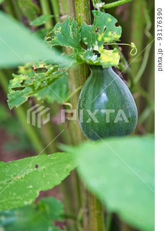 家庭菜園 家庭菜園 93176390