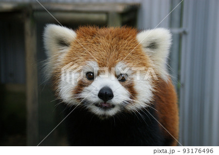 レッサーパンダ 93176496