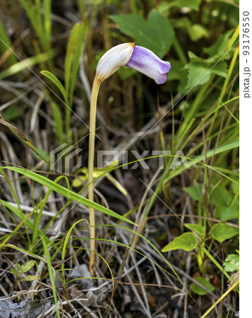 ススキの近くに生えるナンバンギセルの花 93176550