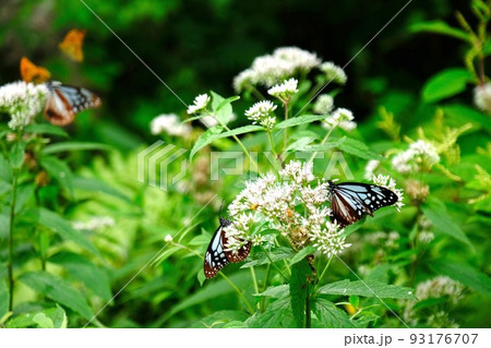 アサギマダラ アサギマダラ 93176707