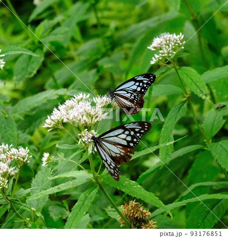 アサギマダラ 93176851