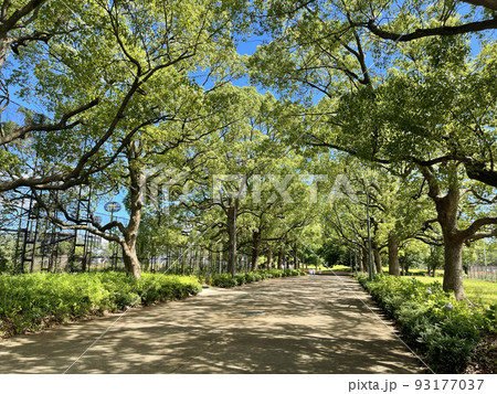 大井ふ頭中央海浜公園スポーツの森 東京都品川区八潮 大井ふ頭中央海浜公園スポーツの森 東京都品川区八潮 93177037