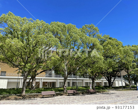 大井ふ頭中央海浜公園スポーツの森　東京都品川区八潮　　 93177153