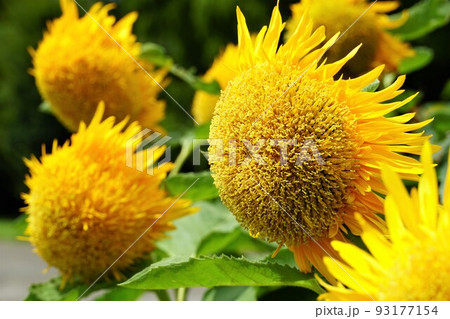 夏の花 ひまわりの花の咲く風景 アップ・イメージ (国営ひたち海浜公園) 夏の花 ひまわりの花の咲く風景 アップ・イメージ (国営ひたち海浜公園) 93177154