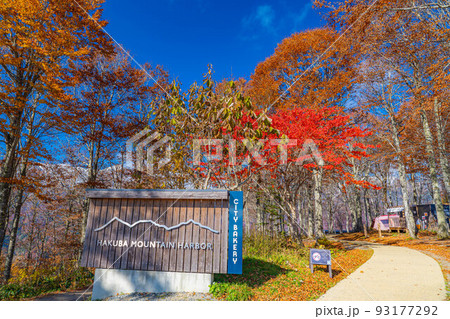 【秋素材】紅葉真っ盛りのハクバマウンテンハーバー【長野県】 【秋素材】紅葉真っ盛りのハクバマウンテンハーバー【長野県】 93177292