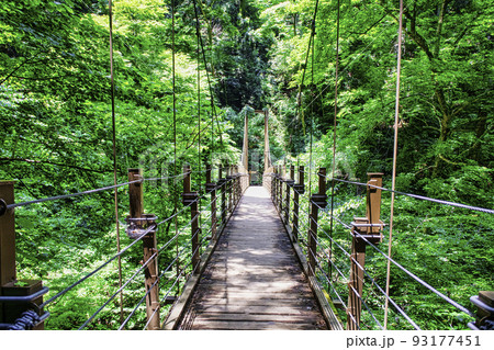 高尾山 四号路(吊り橋コース) みやまばし 高尾山 四号路(吊り橋コース) みやまばし 93177451