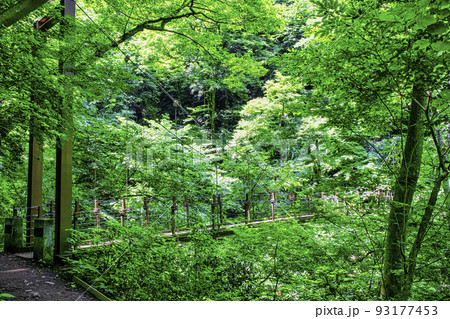高尾山 四号路(吊り橋コース) みやまばし 高尾山 四号路(吊り橋コース) みやまばし 93177453