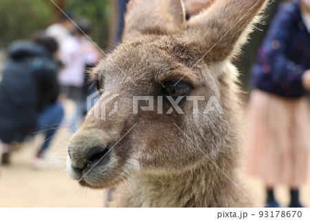 オオカンガルー 93178670