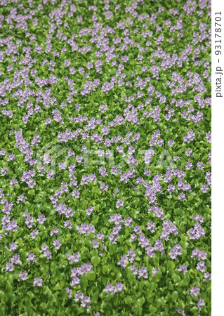 ホテイアオイの花（群生） 93178701