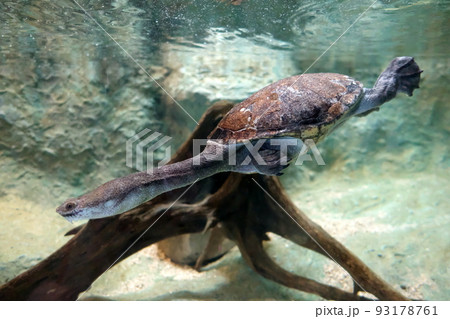 チリメンナガクビガメ チリメンナガクビガメ 93178761