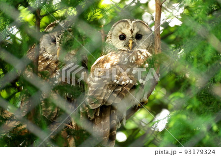 フクロウ 93179324