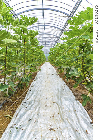 イチジクの温室 93180285