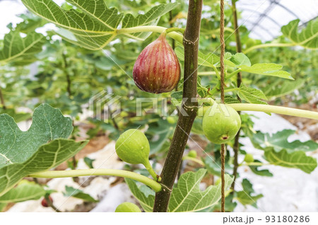 熟したイチジク 熟したイチジク 93180286