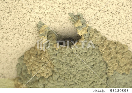 巣から外の様子をうかがうコシアカツバメのヒナ 巣から外の様子をうかがうコシアカツバメのヒナ 93180393