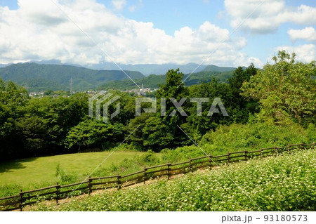 山間の蕎麦畑　【相模原市津久井　6月】 93180573
