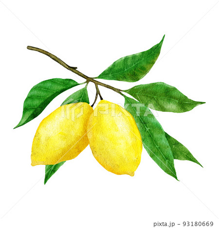 Watercolor hand drawn illustration with yellow ripe mediterranean lemons and green elegant leaves. Summer fruit citrus clipart for wedding cards invitations, nature design . 93180669