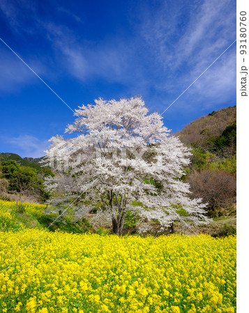 神奈川秦野_蓑毛の薄墨桜の絶景 93180760
