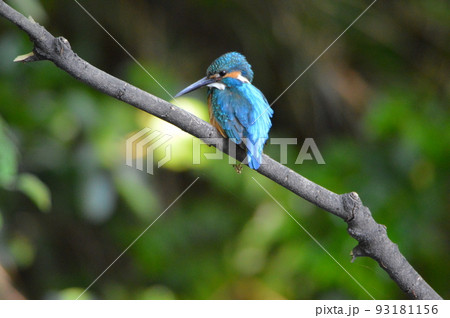 オスのカワセミ（根川緑道･立川公園／東京都立川市） 93181156