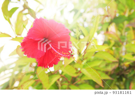 赤いハイビスカスの南国リゾートのイメージの背景素材 93181161