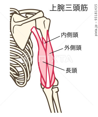 上腕三頭筋、上腕の筋肉、前腕を伸展する作用、名称あり 93181435