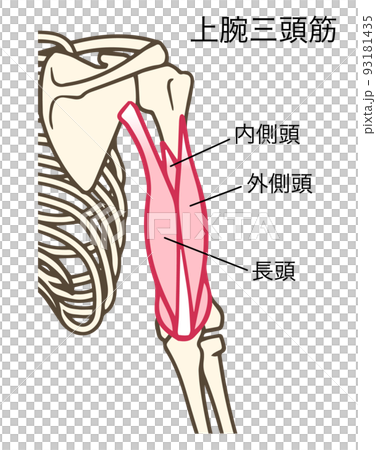 Triceps, upper arm muscles, acts to extend the forearm, has a name Triceps, upper arm muscles, acts to extend the forearm, has a name 93181435