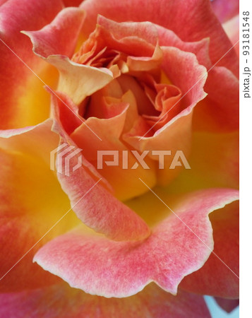 シャルールという名前のバラのクローズアップ 93181548