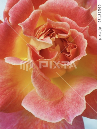 シャルールという名前のバラのクローズアップ シャルールという名前のバラのクローズアップ 93181549