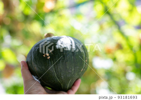 夏野菜 物撮り 南瓜 夏野菜 物撮り 南瓜 93181693