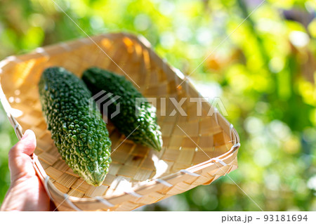 夏野菜 物撮り ゴーヤー 夏野菜 物撮り ゴーヤー 93181694