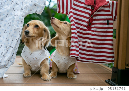 外に干された洗濯物の下でくつろぐ愛犬 外に干された洗濯物の下でくつろぐ愛犬 93181741