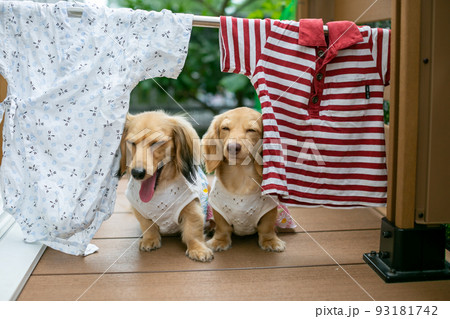 外に干された洗濯物の下でくつろぐ愛犬 93181742