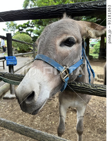 ドヤ顔のロバの写真 ドヤ顔のロバの写真 93181863