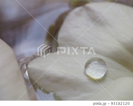 水盆の中のバラと水滴 水盆の中のバラと水滴 93182120