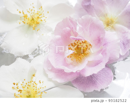 水盆に浮かべたバラの花 93182522