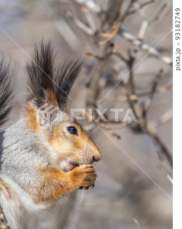 The squirrel with nut sits on tree in the winter or late autumn. Portrait of the squirrel close-up 93182749