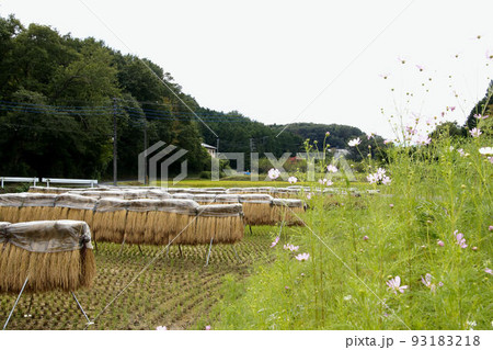 稲架掛けのある風景 鳩山町 稲架掛けのある風景 鳩山町 93183218