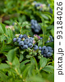 blueberries in the garden 93184026