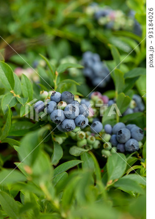 blueberries in the garden 93184026