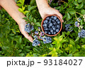 blueberries in the garden close-up 93184027