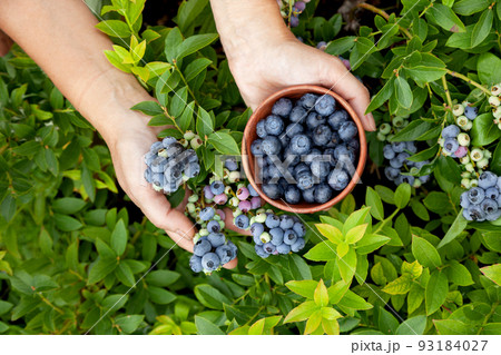blueberries in the garden close-up 93184027